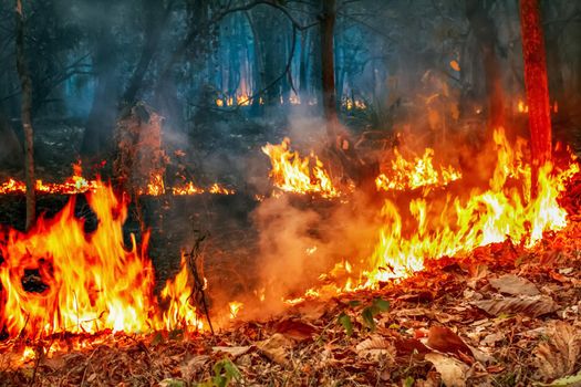 The bushfire crisis under climate change