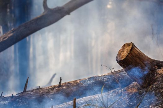 After rain forest fire disaster is burning caused by humans