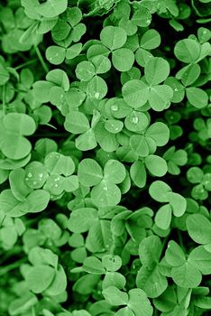 Texture - fresh green leaves of clover