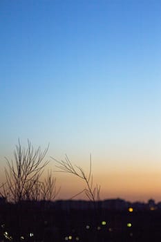 Sunset landscape with tree branches in silhouettes. Feeling of peace and tranquility