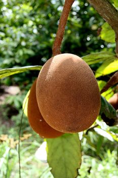 porto seguro, bahia / brazil - january 16, 2008: Cupuacu plantation in the city of Porto Seguro, in southern Bahia.