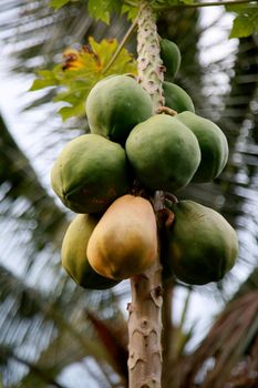 mata de sao joao, bahia / brazil - october 18, 2020: papaya fruit plantation on a farm in the rural area of the city of Mata de Sao Joao.
