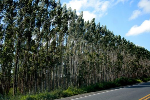 itabela, bahia / brazil - july 24, 2008: planting of eucalyptus trees in the municipality of Itabela.
