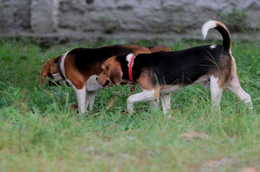 conde, bahia / brazil - december 23, 2013: Beagle dog breed is seen in the backyard of home in Conde city. Midsize and docile animal, commonly used in research.

