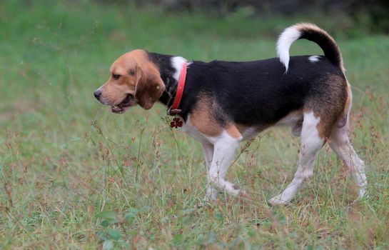 conde, bahia / brazil - december 23, 2013: Beagle dog breed is seen in the backyard of home in Conde city. Midsize and docile animal, commonly used in research.


