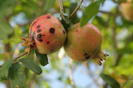 salvador, bahia / brazil - october 28, 2013: Pomegranate fruit seen in plantation in the city of Salvador.
  


