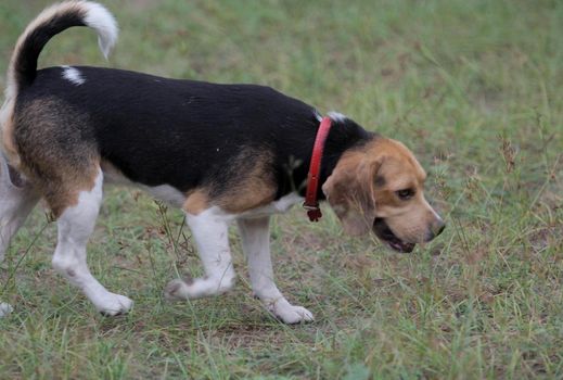 conde, bahia / brazil - december 23, 2013: Beagle dog breed is seen in the backyard of home in Conde city. Midsize and docile animal, commonly used in research.

