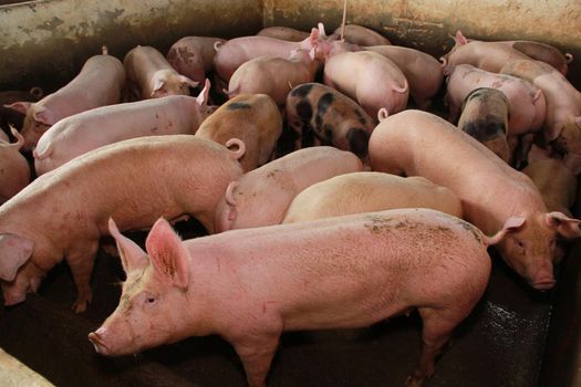 itabuna, bahia / brazil - june 15, 2012: Pig breeding farm in the city of Itabuna.