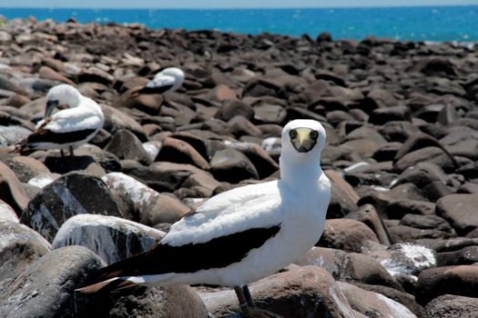 caravelas, bahia / brazil - october 22, 2012: Birds are seen on island in the Abrolhos Marine Park, in southern Bahia.