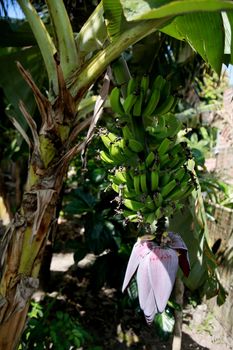 mata de sao joao, bahia / brazil - october 25, 2020: banana fruit plantation on a farm in the rural area of the city of Mata de Sao Joao.