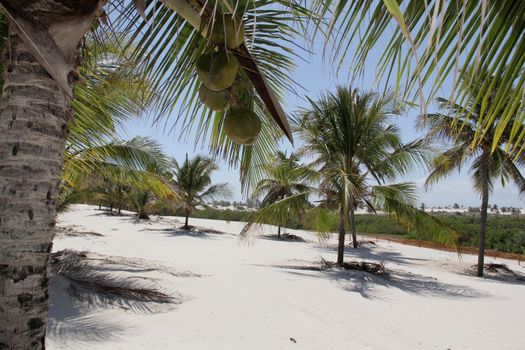 jandaira, bahia / brazil - december 24, 2013: coconut trees are seen by the sand dunes of Mangue-Seco, in the municipality of Jandaira.