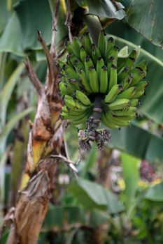 mata de sao joao, bahia / brazil - october 25, 2020: banana fruit plantation on a farm in the rural area of the city of Mata de Sao Joao.