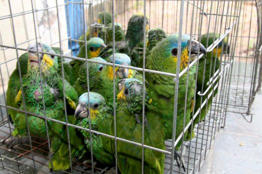 eunapolis, bahia / brazil - february 26, 2008: baby parrots recovered by the police from the hands of the wildlife smuggler.