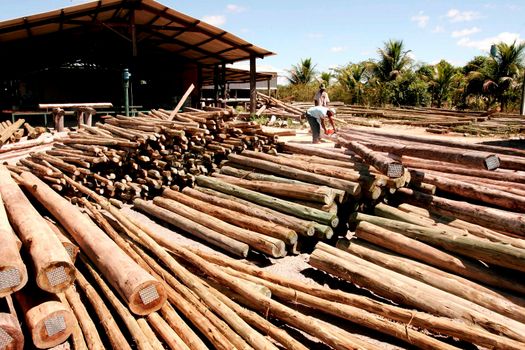 EUNAPOLIS, BAHIA / BRAZIL - November 26, 2010: Autoclave treated eucalyptus wood, making the wood immunized and resistant to fungi, termites, moisture and other deteriorating agents.