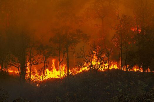 Rain forest fire disaster is burning caused by humans