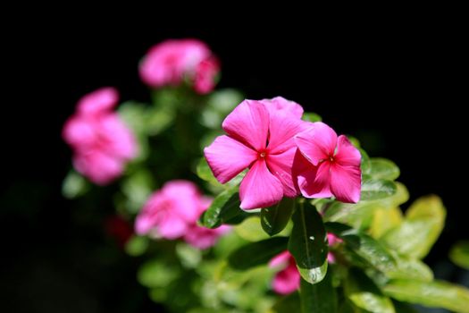 mata de sao joao, bahia / brazil - october 25 2020: flowers are seen in the garden of a house in the city of Mata de Sao Joao.