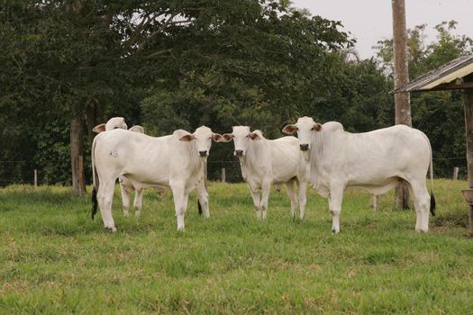 itabela, bahia / brazil - october 19, 2010: breeding of Nelore cattle on a farm in the city of itabela, in southern Bahia.

