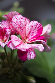 Geranium flower in white and pink colors. No people
