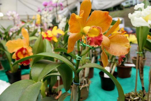 salvador, bahia / brazil - august 24, 2006: People are seen during orchid fair held at Itororo Dike in Salvador.