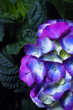 Hydrangea plant in full bloom. Pink and lilac color