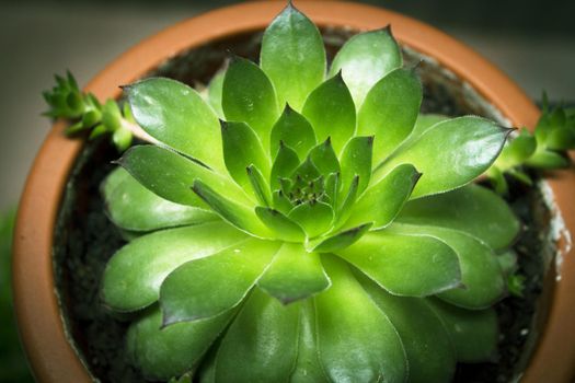 Alabaster rose succulent plant. Green color