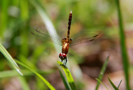 salvador, bahia / brazil - november 22, 2013: dragonfly insect is seen in a garden in the city of Salvador.