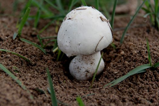 salvador, bahia / brazil - december 24, 2014: Mushroom fungus is seen in a garden in the city of Salvador.
