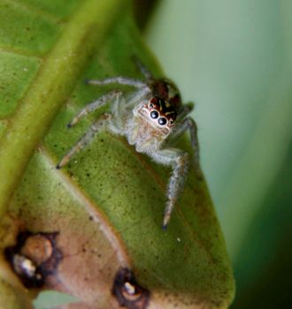 conde, bahia / brazil - july 26, 2014: Spider is seen in garden in the city of Conde.