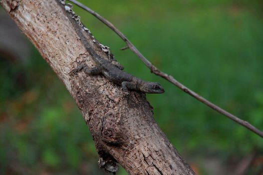 salvador, bahia / brazil - march 28, 2009: gecko is seen in a garden in the city of Salvador.