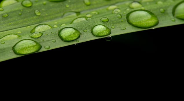 close-up water drop on lush green foliage after rainning.