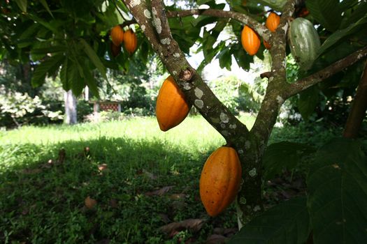 ilheus, bahia / brazil - november 21, 2011: cocoa plantation on a chocolate production farm in the city of Ilheus, in southern Bahia.
