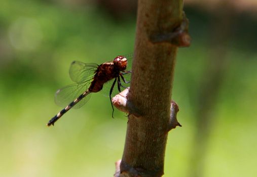 salvador, bahia / brazil - november 22, 2013: dragonfly insect is seen in a garden in the city of Salvador.