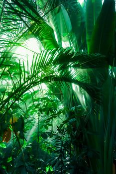 Light ray in a Jungle rainforest. Tropical background