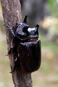 salvador, bahia / brazil - march 23, 2014: giant scarab beetle, also known as rhinoceros beetle (Oryctes nasicornis) is seen in the city of Salvador.