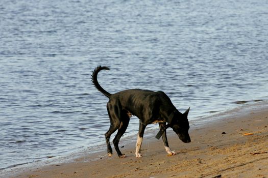 salvador, bahia / brazil - february 25, 2011: dog is seen on the beach sand in the city of Salvador.