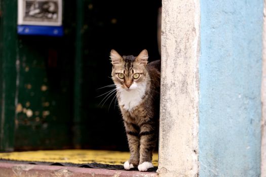salvador, bahia / brazil - november 2, 2013: cat, pet is seen in residence in the city of Salvador.