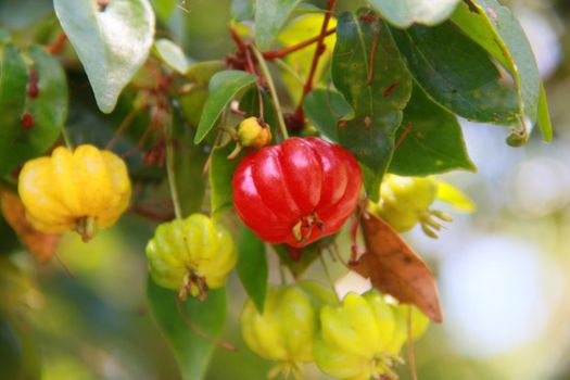 salvador, bahia / brazil - november 22, 2013: Cashew nuts are seen in cashew trees in plantation in the city of Salvador.