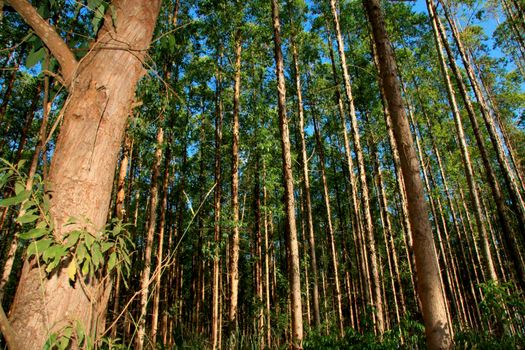 EUNAPOLIS, BAHIA / BRAZIL - November 26, 2010: Eucalyptus plantation on a Veracel Celulose farm in the city of Eunapolis. The trees will be used for paper production.