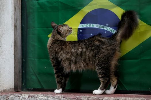 salvador, bahia / brazil - October 26, 2018: The cat is seen near a Brazilian flag in the Pelourinho neighborhood of Salvador.
