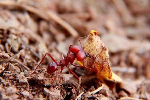 salvador, bahia / brazil - november 22, 2013: Leaf-cutting ant is seen in a garden in the city of Salvador.