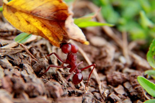 salvador, bahia / brazil - november 22, 2013: Leaf-cutting ant is seen in a garden in the city of Salvador.