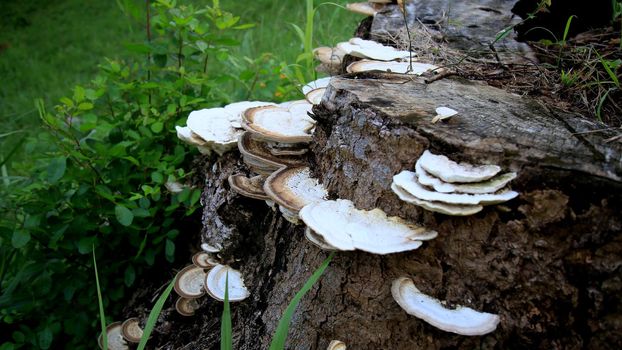 salvador, bahia / brazil - april 25, 2020: fungus is seen on a tree trunk in the city of Salvador.

