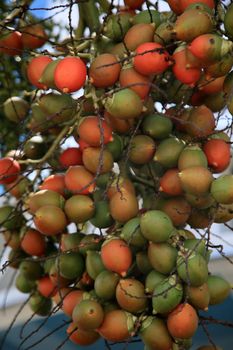 salvador, bahia, brazil - january 25, 2021: fruits of the areca catechu palm plant found in some tropical countries is seen in the city of Salvador.