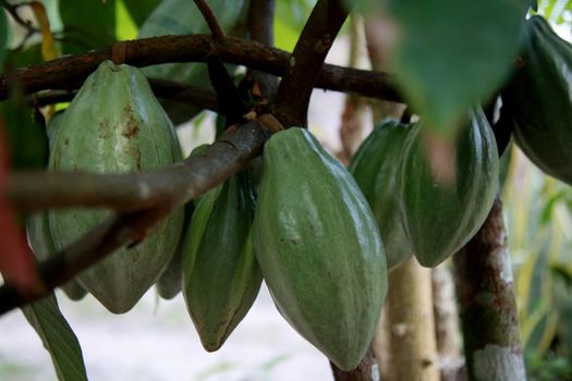 mata de sao joao, bahia / brazil - october 18, 2020: cocoa plantation on a farm in the rural area of the city of Mata de Sao Joao.