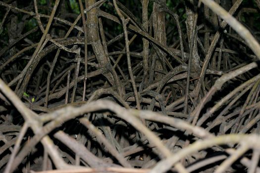 conde, bahia / brazil - march 28, 2013: mangrove roots are seen at the mouth of the Itapucuru River in the district of Siribinha, municipality of Conde.
