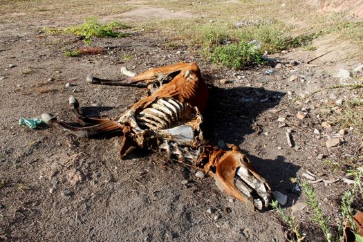 conde, bahia / brazil - março 27, 2013: Cattle bone is seen on pasture devastated by the dry landscape in northeastern Brazil. The lack of rain devastates the breeding of animals.