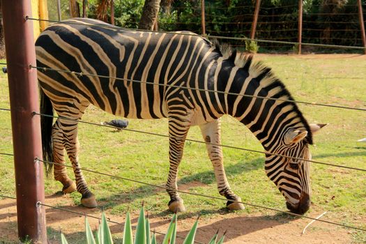 salvador, bahia / brazil - september 22, 2012: zebra is seen in a zoo in the city of Salvador.

