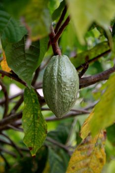 mata de sao joao, bahia / brazil - october 25, 2020: cocoa plantation on a farm in the rural area of the city of Mata de Sao Joao.