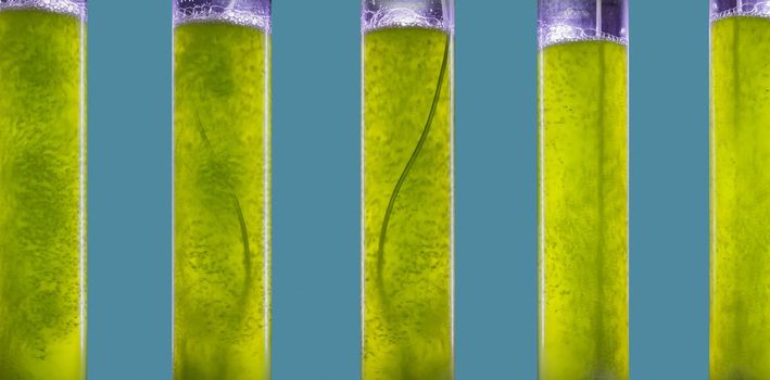 Photobioreactor in Algae fuel biofuel industry.  Algae fuel or algal biofuel is an alternative to fossil fuel that uses algae as its source of natural deposits