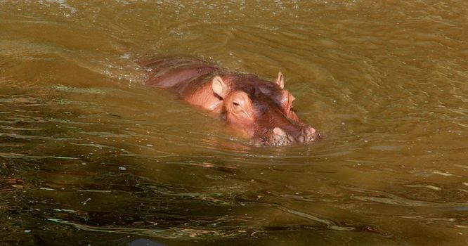 Salvador, Bahia / Brazil - September 22, 2012: Hippopotamus animal is seen at the Salvador Zoo.